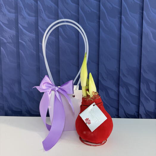 Амариллис красный луковица в воске в подарок🎁