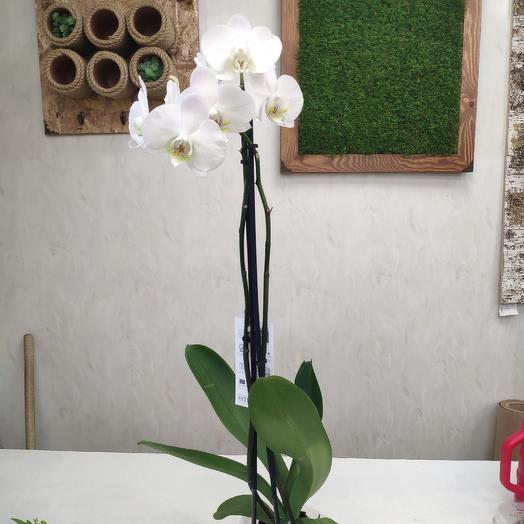 Orquídea