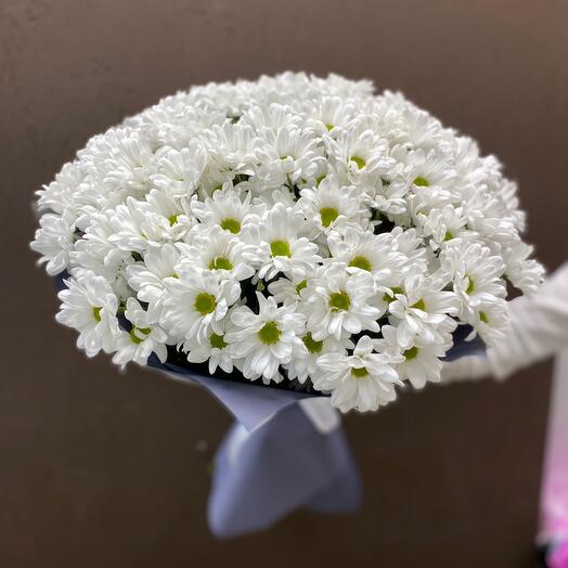 25 bush chrysanthemums