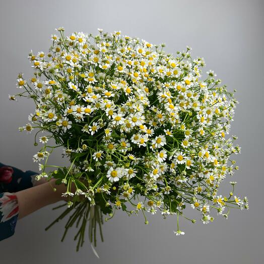Ромашка Камилла 25 шт