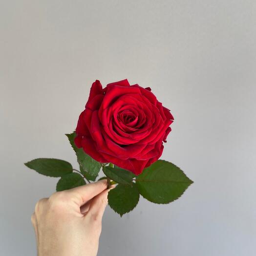 Rose Red Naomi