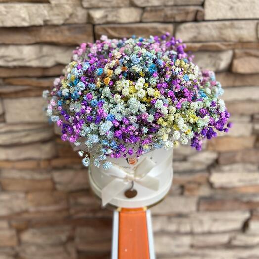 Gypsophila arcoíris