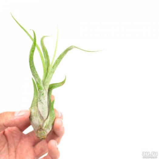 Тилландсия Голова Медузы (лат. Tillandsia Caput Medusae)