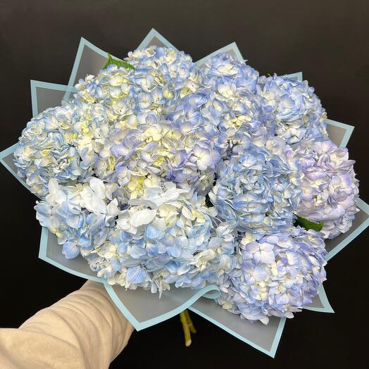 Hortensia Azul