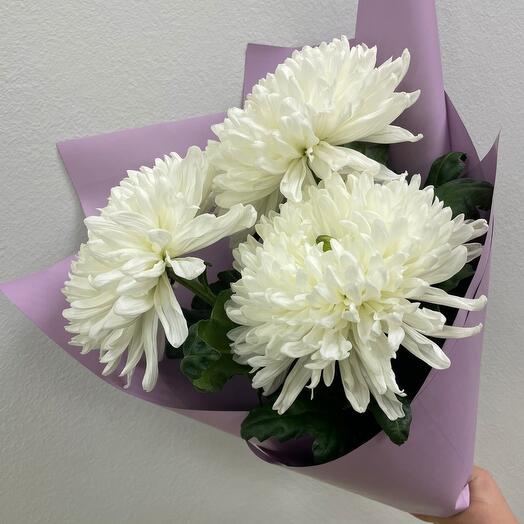 Bouquet of single-headed chrysanthemums