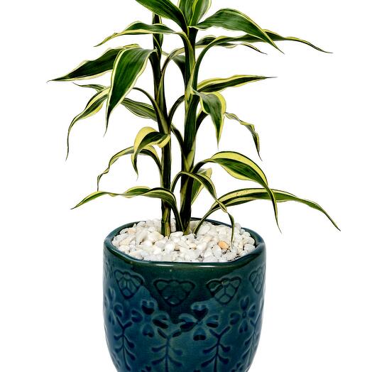 Dracaena Fragrans designer ceramic pot