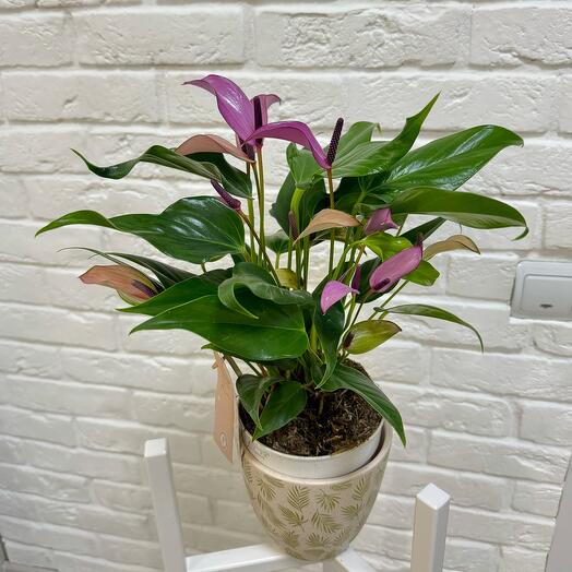 Anthurium zizou