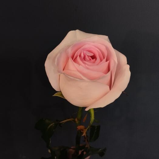 Rose "Sweet Revivalist"