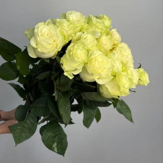 Роза Эквадор белая 60 см
