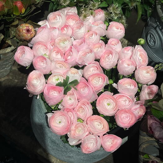 Ranunculus L rose 49/50 stems