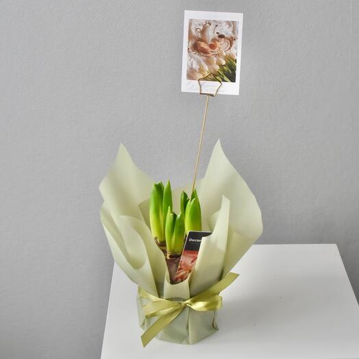 Весенние первоцветы | гиацинты в кашпо с топпером и открыткой