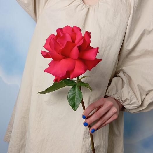 Rosa carmesí fragante Pink Floyd
