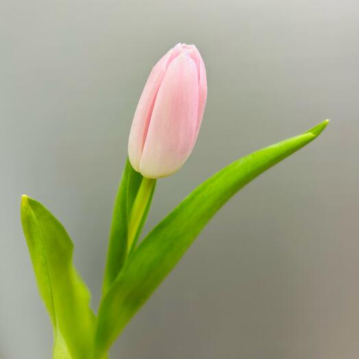Tulipanes por pieza