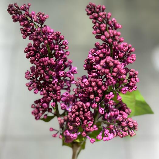 Lilac bush