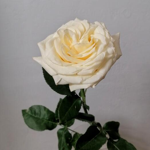 Роза candlelight premium 50см