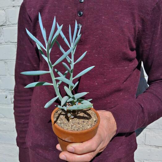 Сенецио Монт Эверест