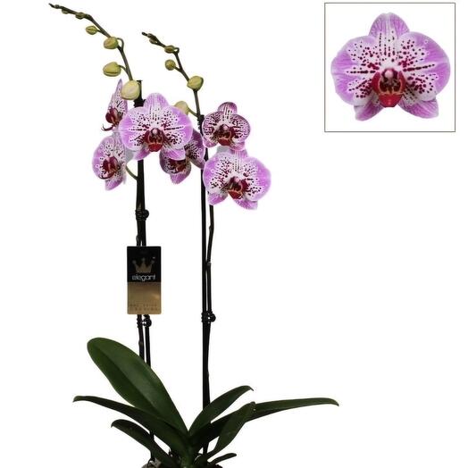 Orchidee roses tâches