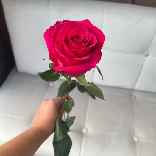 Роза Гоча 50см