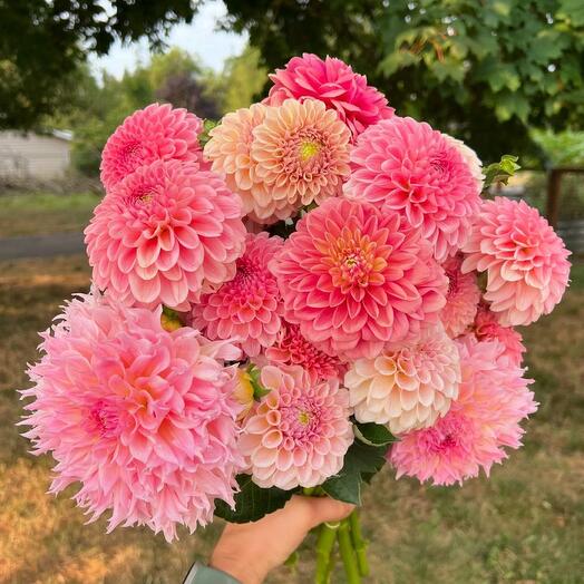 Bouquet of dahlias 17 pieces