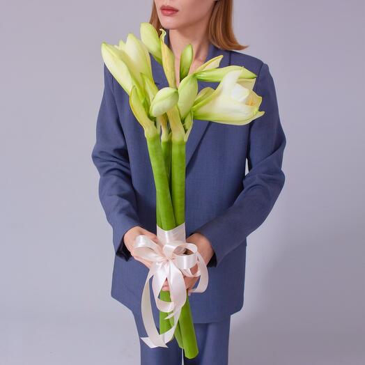 Белые Амариллисы 5 шт