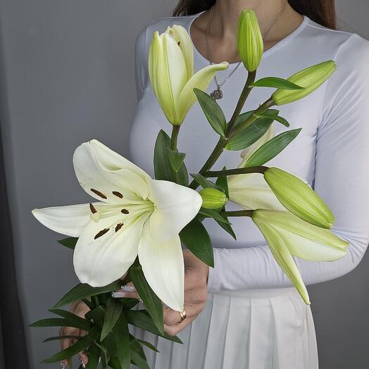 Лилия белая