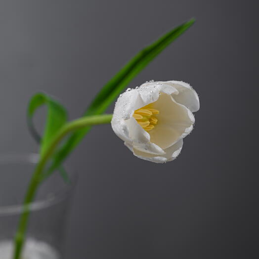 White Tulips