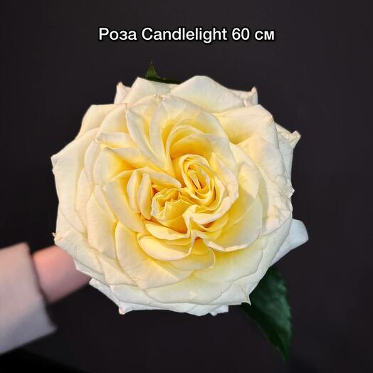 Роза Канделайт 60 см