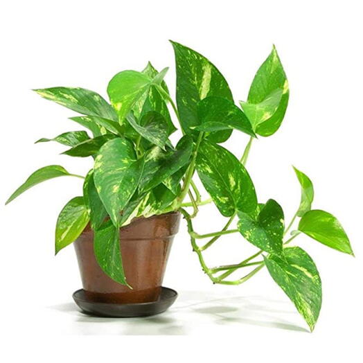 Scindapsus – Epipremnum Aureum – Money Plant - Plastic Pot