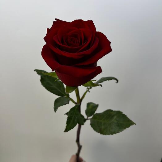The rose is red