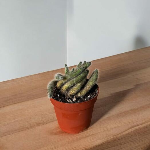 Plant mix