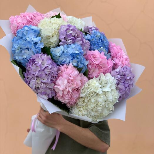 15 mixed hydrangeas