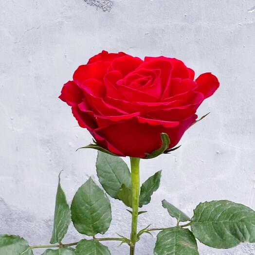 Rose red Kenya 40 cm