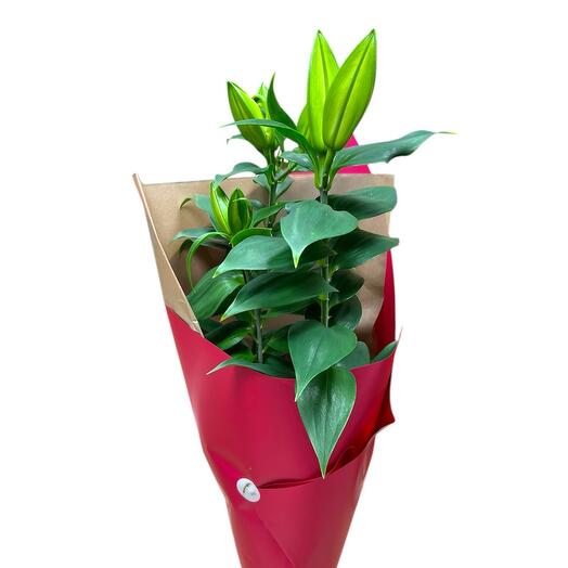 Lilium