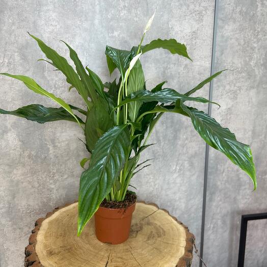 Спатифиллум