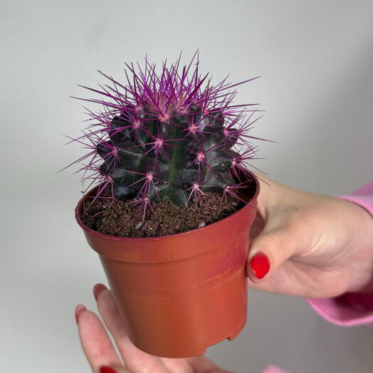 Эхинокактус фиолетовый размер s