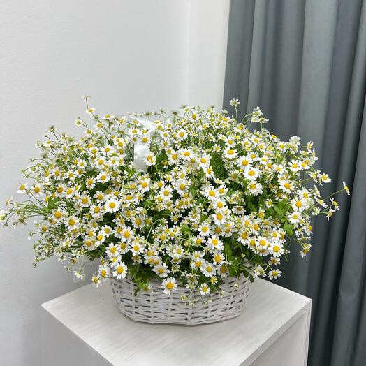 Ромашки в корзине
