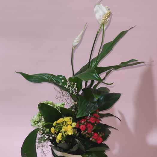 Saksı kalanchoe çiçeği ve spatifilyum anneler gunu çiçeği iç mekan bitkisi