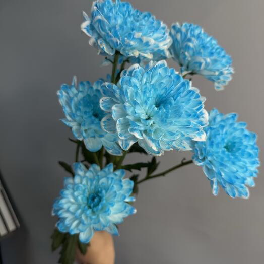 Хризантема кустовая голубая