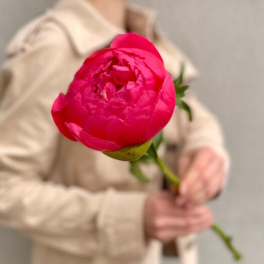 Пион Корал Шарм