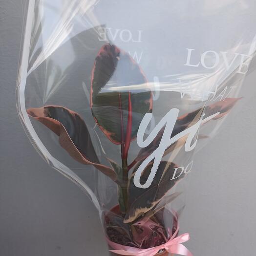 Ficus