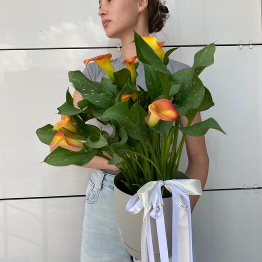 Комнатное растение зантедеския (каллы) оранжевый 🧡