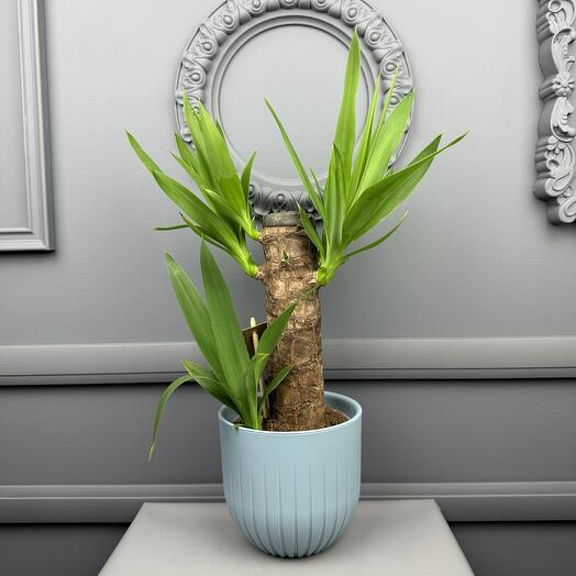 Юкка в кашпо D 13 Высота 40 см