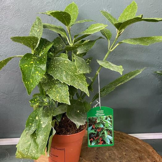 Аукуба варигатная