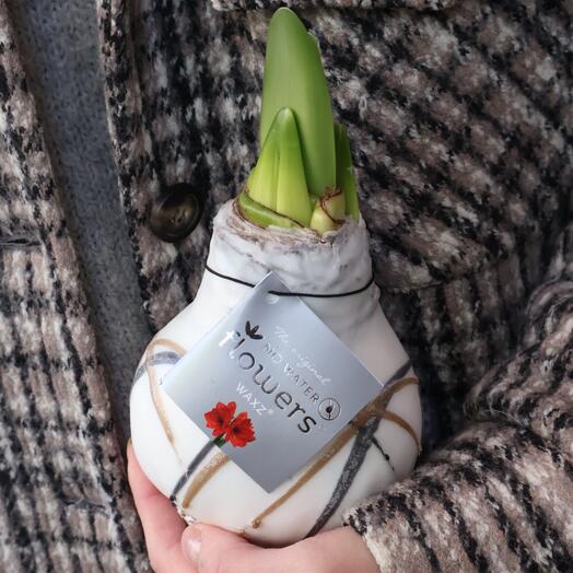 Луковица амариллиса в воске