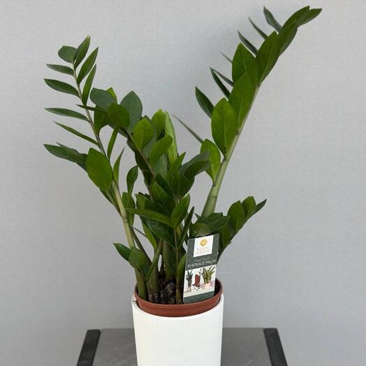 Замиокулькас (ZAMIOCULCAS ZAMIFOL 14/70)