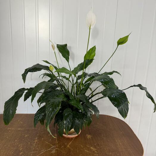 Спатифиллум