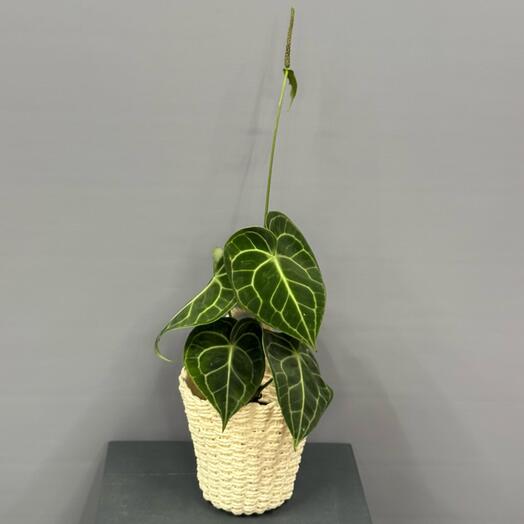 Сортовой Антуриум Хрустальный в плетёной корзине