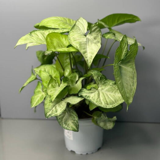 Сингониум (SYNGONIUM CEMENGD)