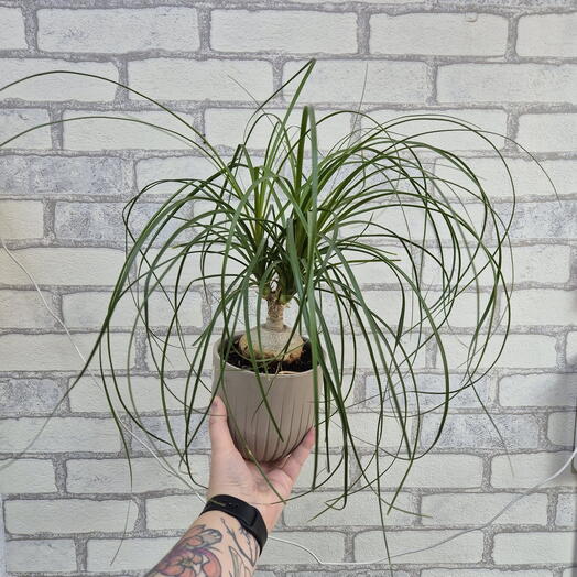 Бакарнея отогнутая