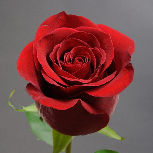 Роза красная Freedom 50 см импорт